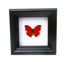 Load image into Gallery viewer, 4x4 Real Butterfly Taxidermy - Cymothoe Sangaris
