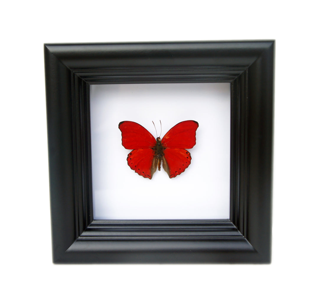 4x4 Real Butterfly Taxidermy - Cymothoe Sangaris