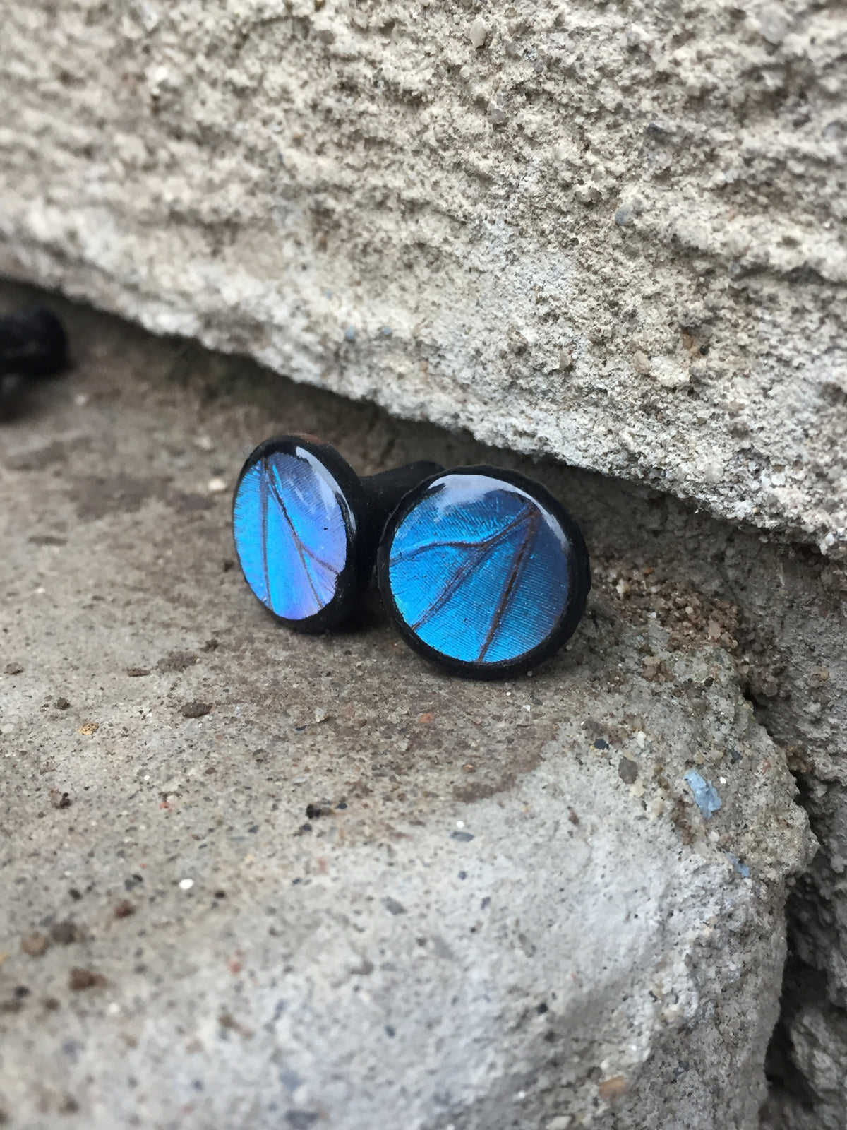 Blue Morpho wood plugs, detail view