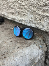 Load image into Gallery viewer, Real Butterfly Wing Plugs - 2G-00G - Blue Morpho
