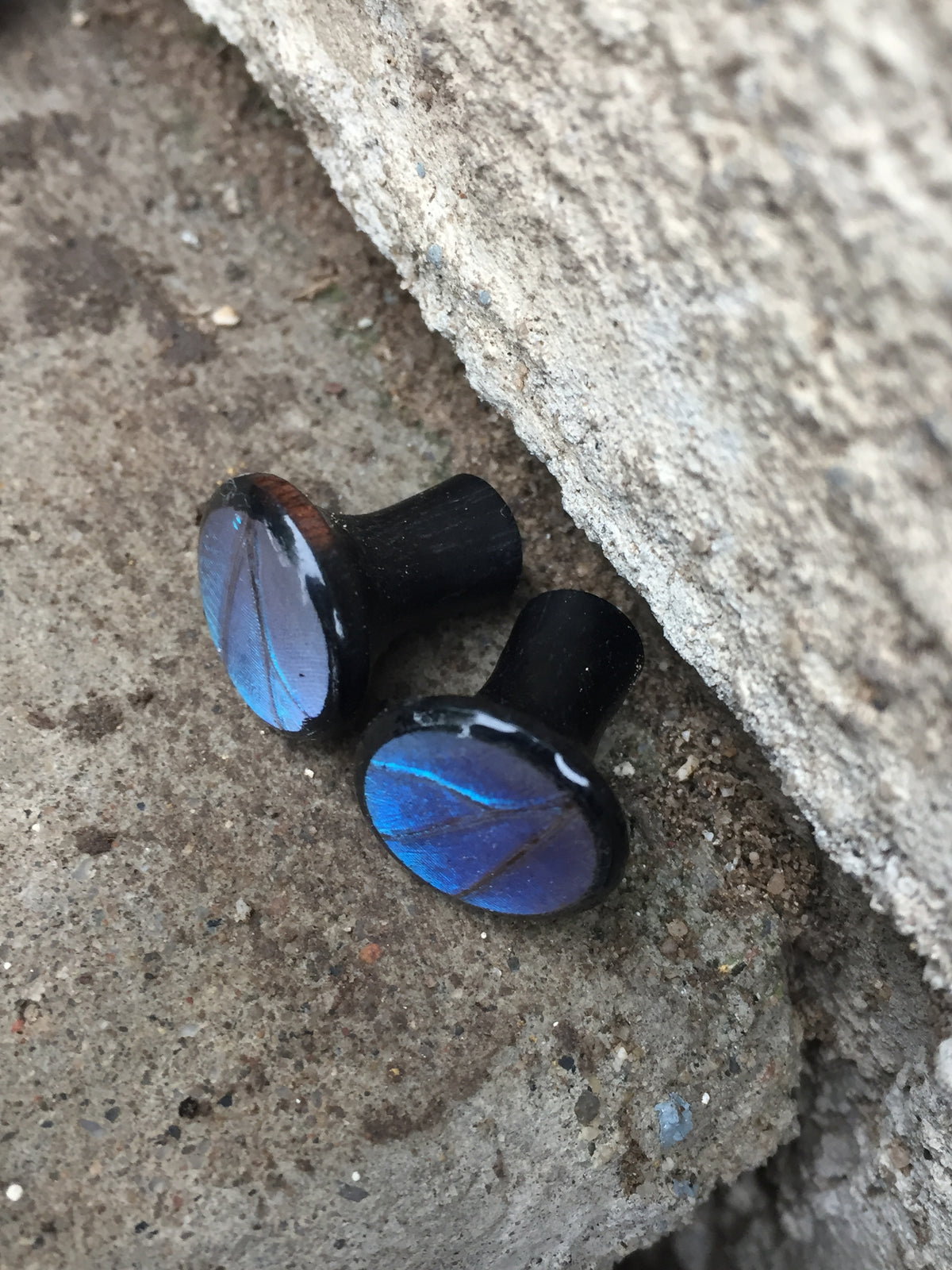 Blue Morpho wood plugs, additional view