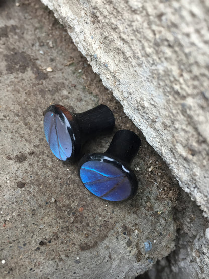 Blue Morpho wood plugs, additional view