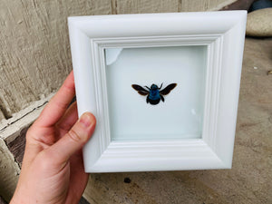 Custom Carpenter Bee Frame