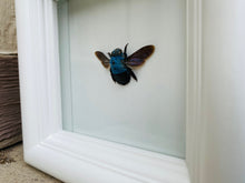 Load image into Gallery viewer, Custom Carpenter Bee Frame
