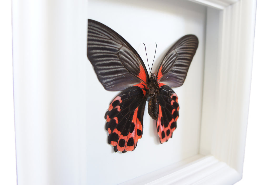 5x5 Scarlet Mormon Butterfly