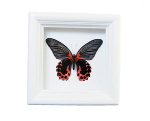 5x5 Scarlet Mormon Butterfly