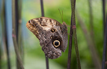 Load image into Gallery viewer, Extra Long Chain Butterfly Wing Brass Kite Necklace - Owl Eye
