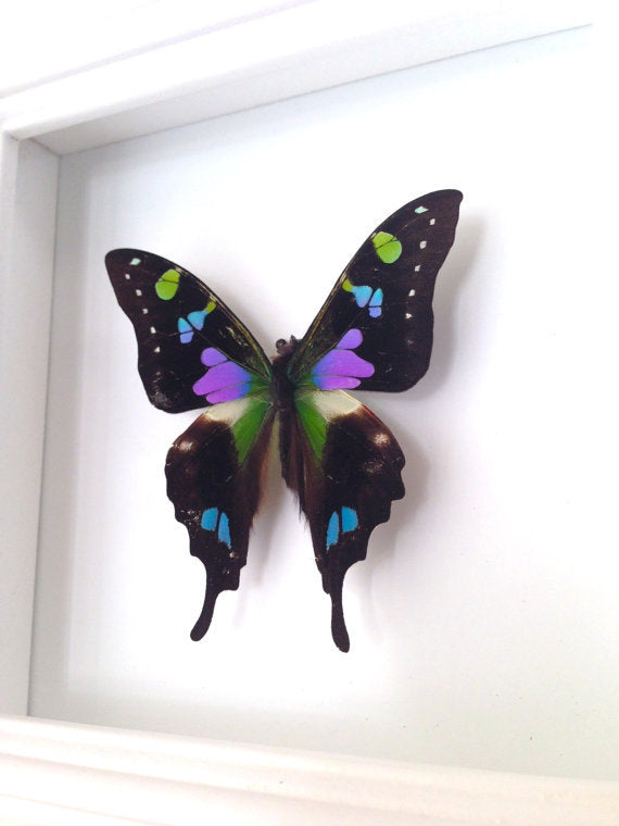 Real purple spotted swallowtail butterfly (Graphium weiskei) in a 4x4 shadow box frame