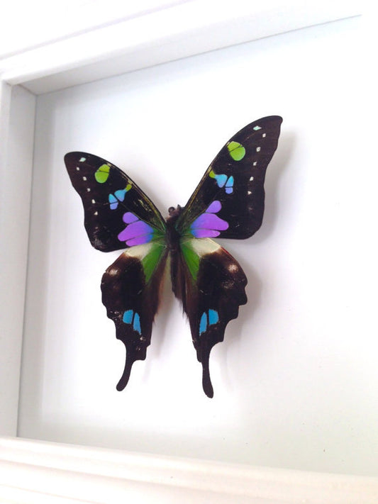Real purple spotted swallowtail butterfly (Graphium weiskei) in a 4x4 shadow box frame
