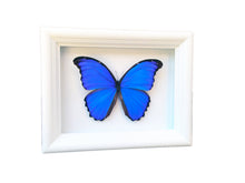 Load image into Gallery viewer, 6x8 Blue Morpho Butterfly Shadowbox Frame
