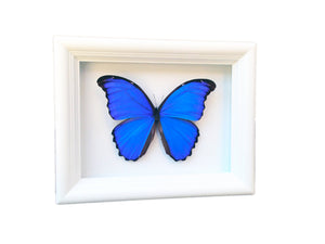 6x8 Blue Morpho Butterfly Shadowbox Frame