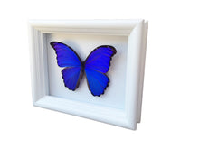 Load image into Gallery viewer, 6x8 Blue Morpho Butterfly Shadowbox Frame
