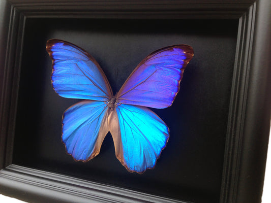Blue Morpho 6x8 shadow box, alternate view
