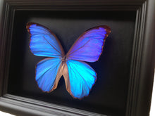 Load image into Gallery viewer, 6x8 Blue Morpho Butterfly Shadowbox Frame
