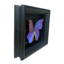 Load image into Gallery viewer, 6x8 Blue Morpho Butterfly Shadowbox Frame
