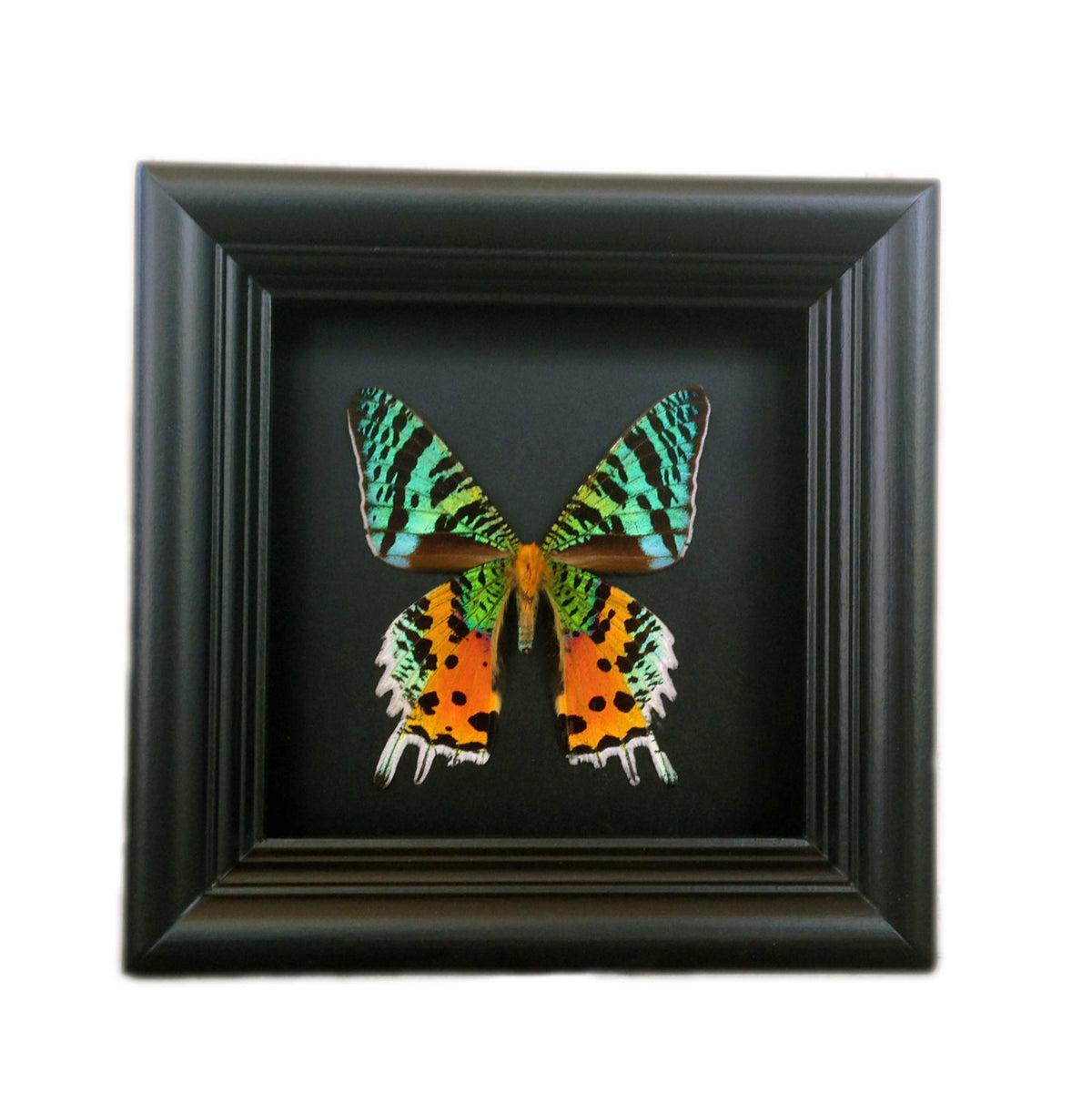 Real rainbow Sunset Moth in a 5x5 shadow box frame