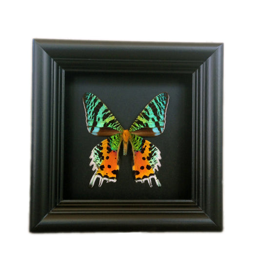 Real rainbow Sunset Moth in a 5x5 shadow box frame