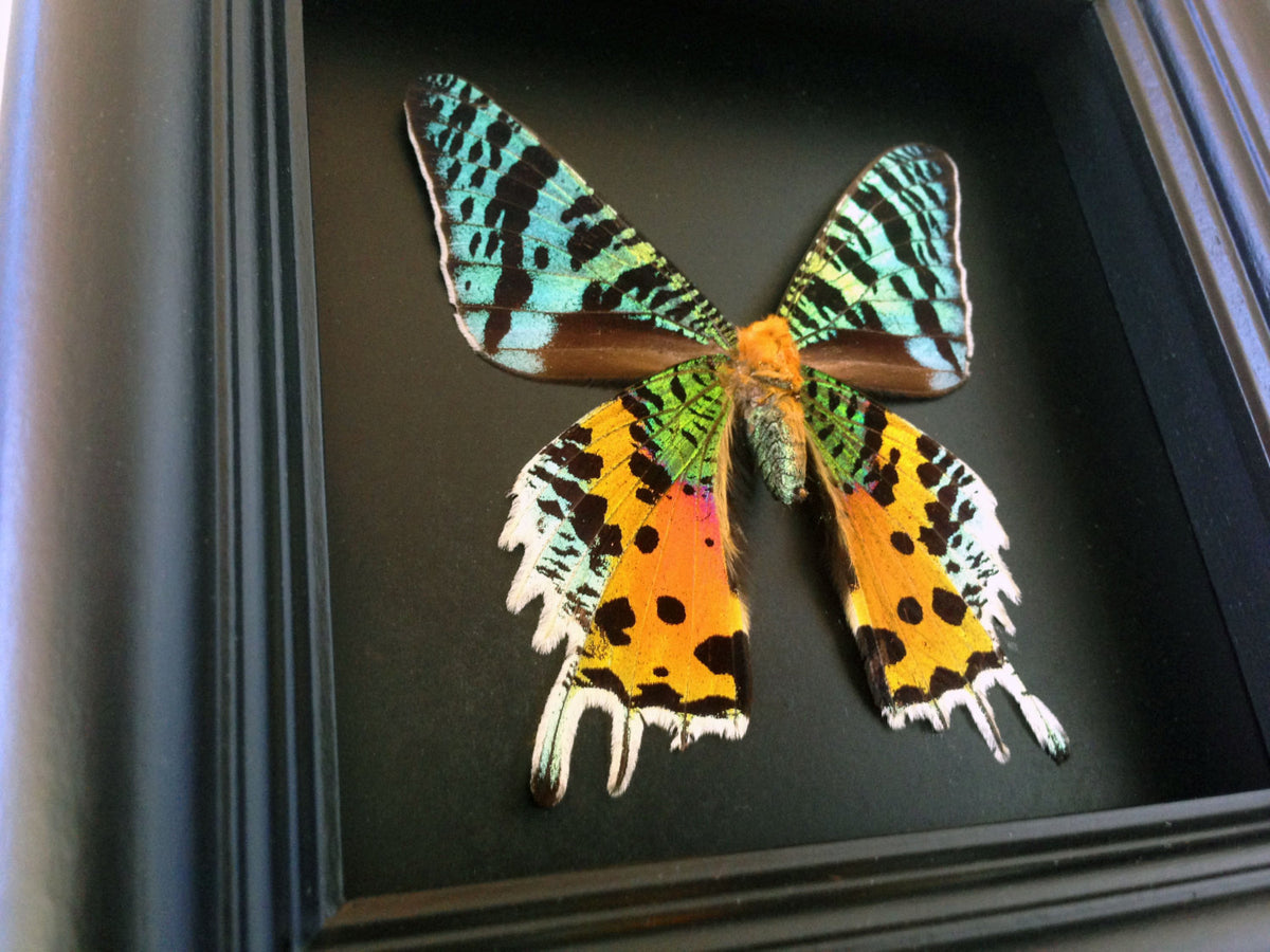 Sunset Moth shadow box, detail view