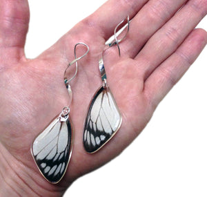 Real butterfly wing earrings with sterling silver twist - Delias Hyparete Forewing