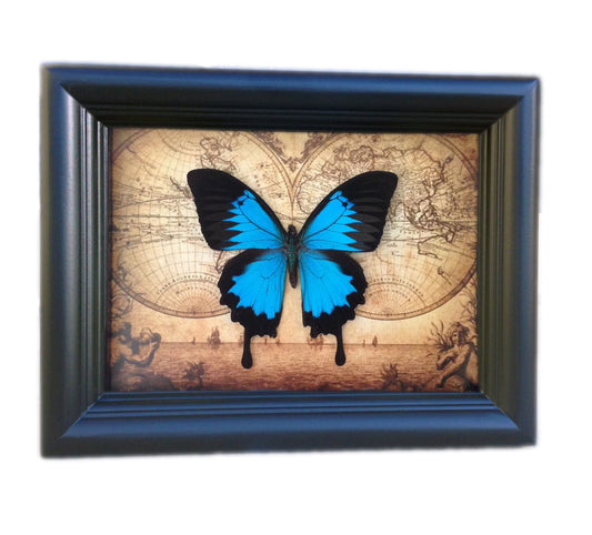 Ulysses butterfly on map, alternate view