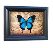 Load image into Gallery viewer, 5x7 Real Framed Butterfly Taxidermy - Papilio Ulysses on Map
