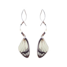Load image into Gallery viewer, Real butterfly wing earrings with sterling silver twist - Delias Hyparete Forewing
