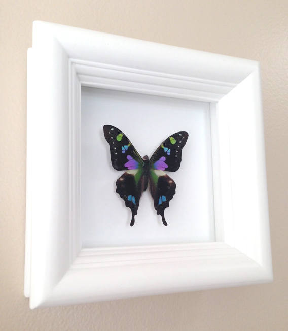 Purple spotted swallowtail butterfly shadow box, detail view
