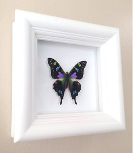 4x4 Real Butterfly Taxidermy - Graphium Weiskei