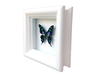 Purple spotted swallowtail butterfly shadow box, alternate view