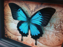 Load image into Gallery viewer, 5x7 Real Framed Butterfly Taxidermy - Papilio Ulysses on Map
