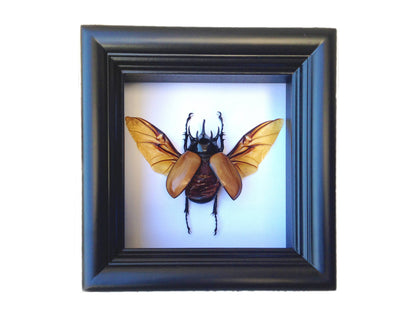 Five-horned beetle shadow box, detail view