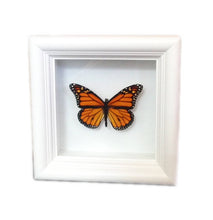 Load image into Gallery viewer, Real Framed Butterfly Taxidermy - Monarch Plain, Insects, Curiosity, Bugs, Taxidermy Art, Natural, Unique, Gift, Special Occasion
