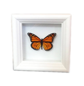 Real Framed Butterfly Taxidermy - Monarch Plain, Insects, Curiosity, Bugs, Taxidermy Art, Natural, Unique, Gift, Special Occasion