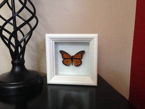 Real Framed Butterfly Taxidermy - Monarch Plain, Insects, Curiosity, Bugs, Taxidermy Art, Natural, Unique, Gift, Special Occasion