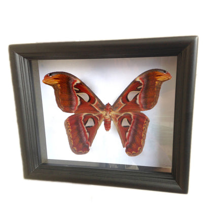 Real Atlas Moth in 8x10 Shadow Box