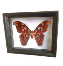 Load image into Gallery viewer, Real Framed MothTaxidermy - Atlas Moth - Insects, Curiosity, Scientific, Bugs, Taxidermy Art, Natural, Unique, Gift
