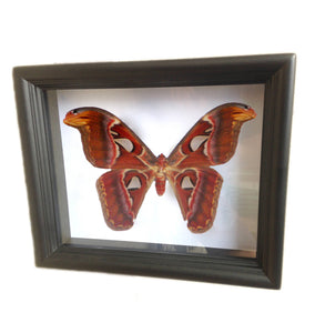 Real Framed MothTaxidermy - Atlas Moth - Insects, Curiosity, Scientific, Bugs, Taxidermy Art, Natural, Unique, Gift