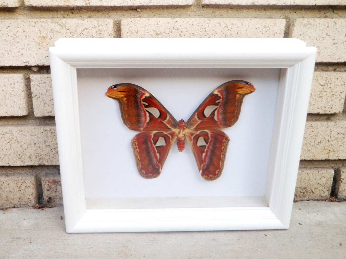 Real Atlas Moth in 8x10 Shadow Box