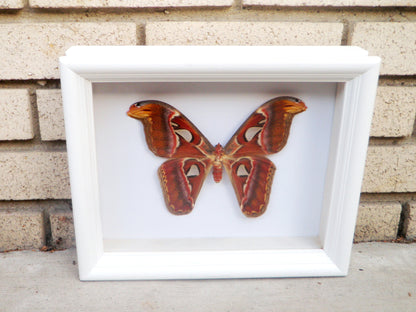 Real Atlas Moth in 8x10 Shadow Box