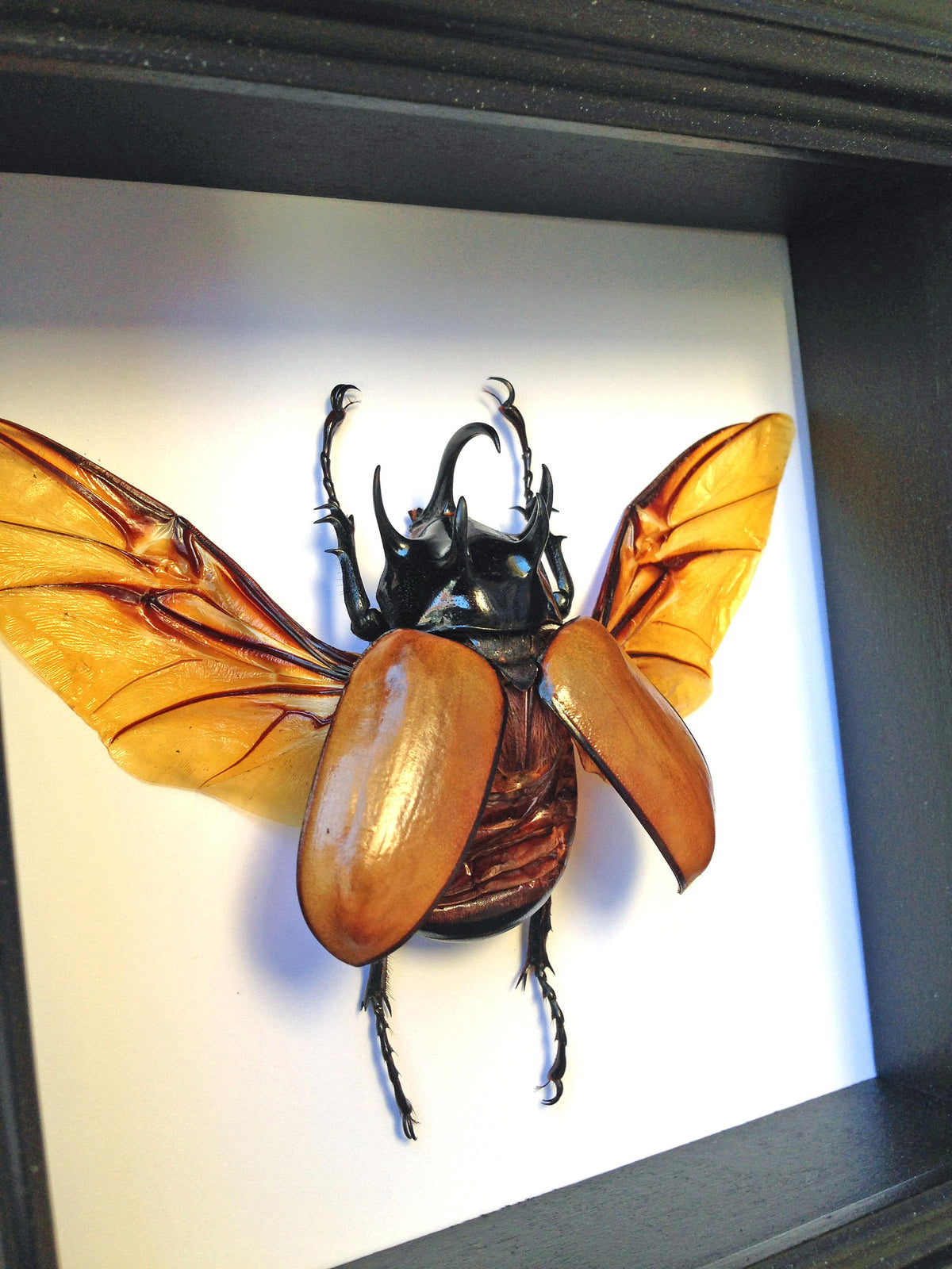 Real five-horned rhino beetle in a 5x5 black shadow box