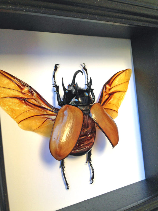 Real five-horned rhino beetle in a 5x5 black shadow box