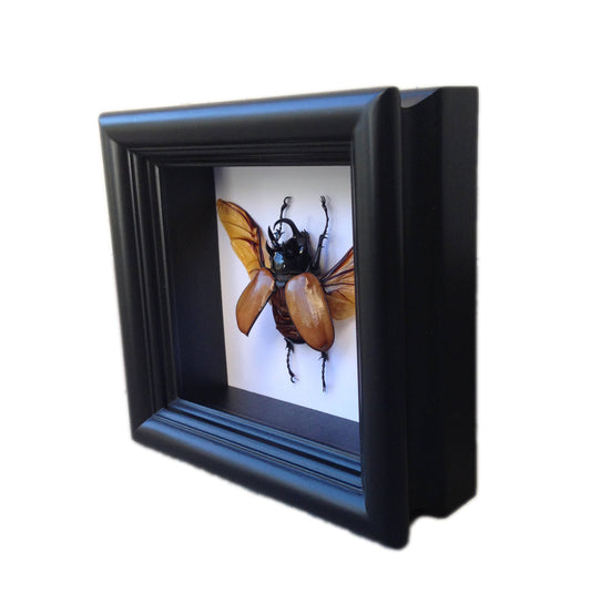 Five-horned beetle shadow box, alternate view