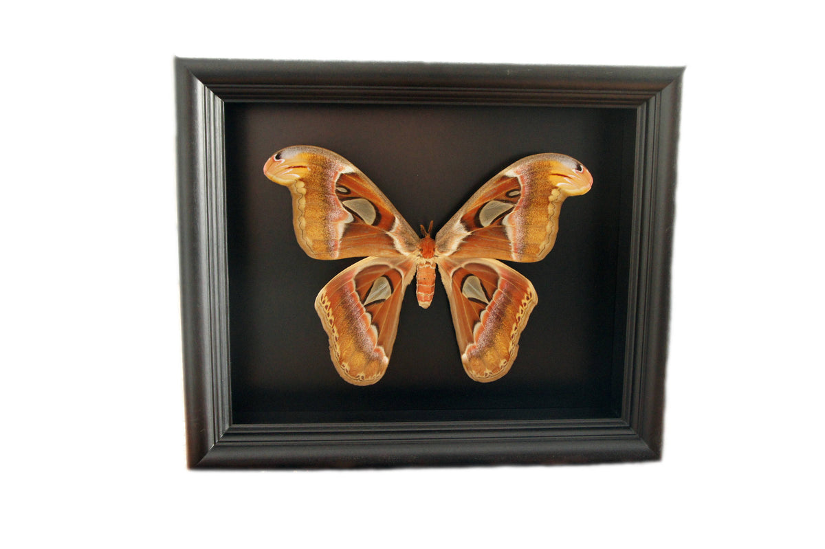 Real Atlas Moth in 8x10 Shadow Box
