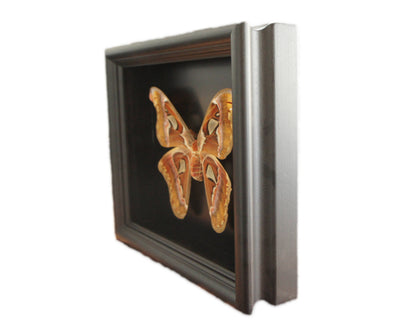 Real Atlas Moth in 8x10 Shadow Box