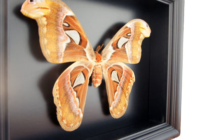Real Atlas Moth in 8x10 Shadow Box