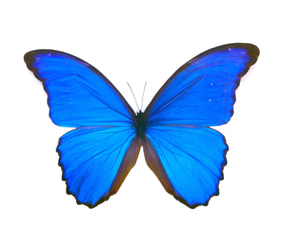Blue Morpho circle plugs, additional view