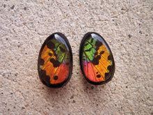 Load image into Gallery viewer, Real Moth Wing Teardrop Plugs 1/2&quot;-1 1/2&quot;- Rainbow Sunset Moth - Body Jewelry, Gauges, Teardrop Plugs
