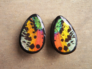 Real Moth Wing Teardrop Plugs 1/2"-1 1/2"- Rainbow Sunset Moth - Body Jewelry, Gauges, Teardrop Plugs