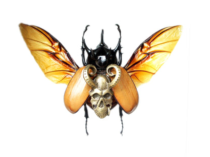 Real Beetle with Bronze Demon Charm in 5x5 Shadow Box