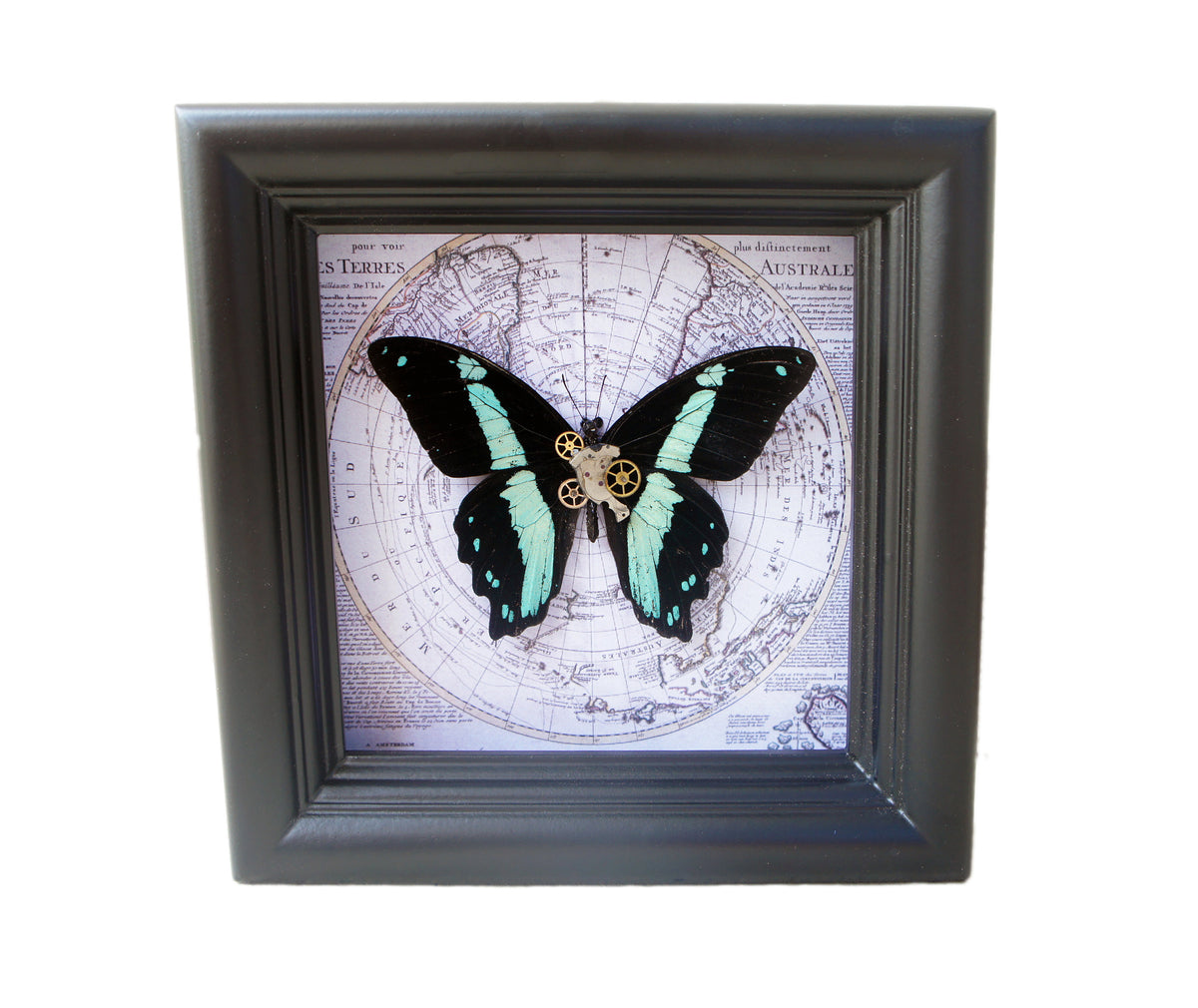 Papilio bromius map frame, additional view